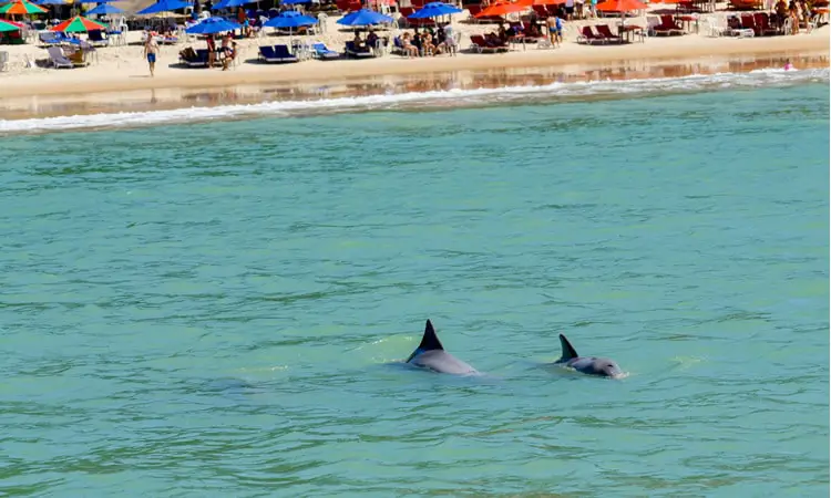 Golfinhos na praia de pipa